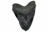 Bargain, Fossil Megalodon Tooth - South Carolina #360781-1